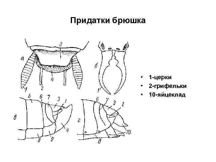 Придатки это. Придатки брюшка. Придатки брюшка насекомых. Грифельки и церки у насекомых. Сетчатокрылые придатки брюшка.