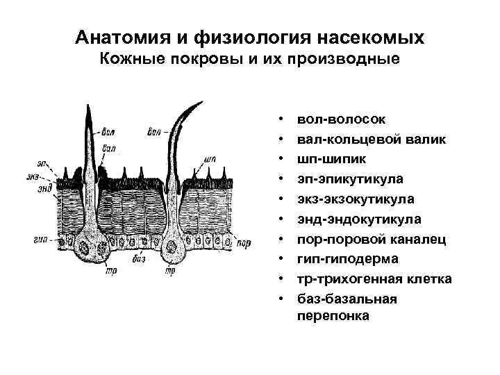 Кожа насекомого