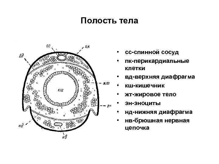 Полость тела • сс-спинной сосуд • пк-перикардиальные клетки Полость тела • сс-спинной сосуд • пк-перикардиальные клетки