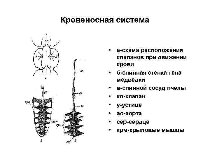 Кровеносная система • а-схема расположения клапанов при движении Кровеносная система • а-схема расположения клапанов при движении