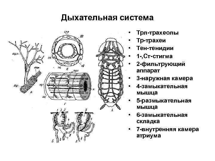 Дыхательная система • Трл-трахеолы • Тр-трахеи Дыхательная система • Трл-трахеолы • Тр-трахеи