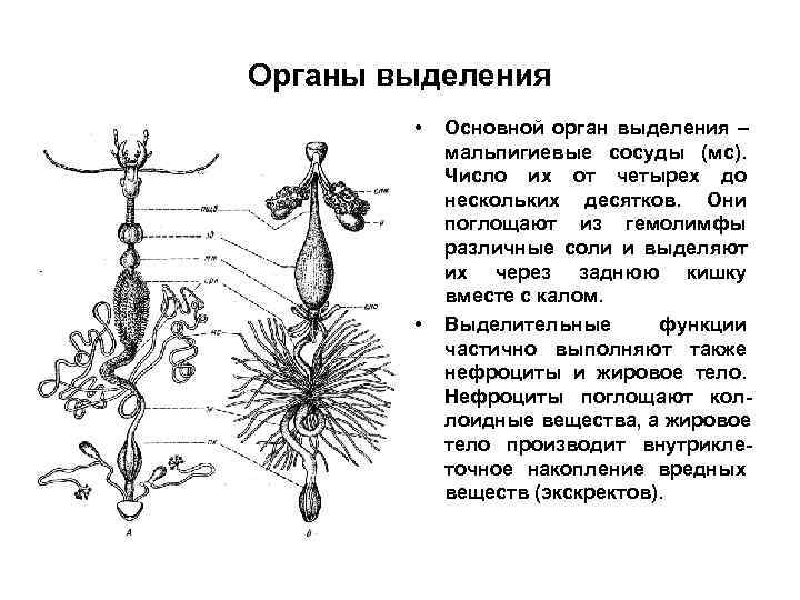 Органы выделения • Основной орган выделения – мальпигиевые сосуды Органы выделения • Основной орган выделения – мальпигиевые сосуды