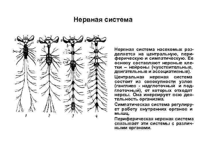 Нервная система • Нервная система насекомых раз- деляется на Нервная система • Нервная система насекомых раз- деляется на