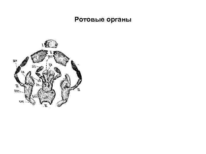 Ротовые органы Ротовые органы