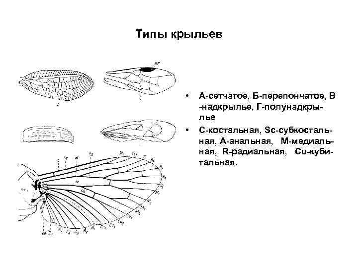 Виды крыльев