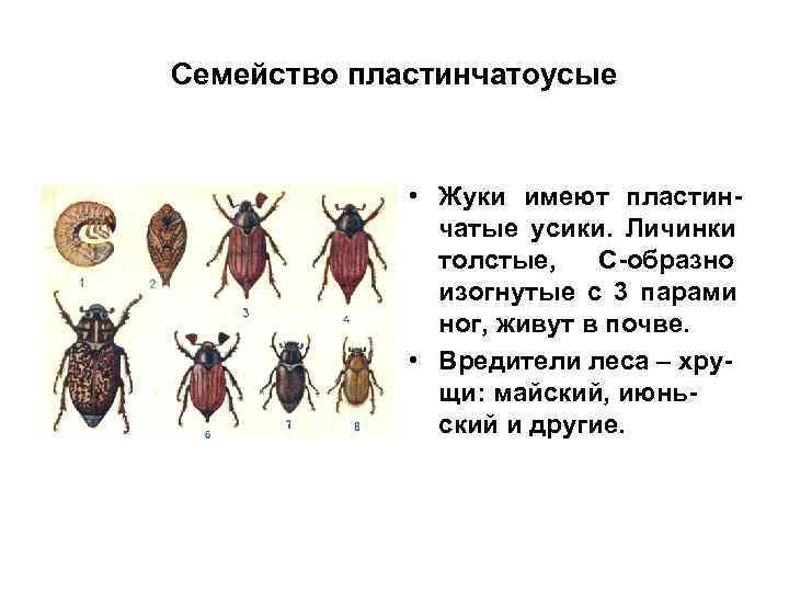 Семейство пластинчатоусые   • Жуки имеют пластин-    чатые усики. Личинки