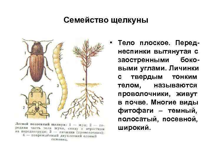 Семейство щелкуны  • Тело плоское. Перед-  неспинки вытянутая с  заостренными 