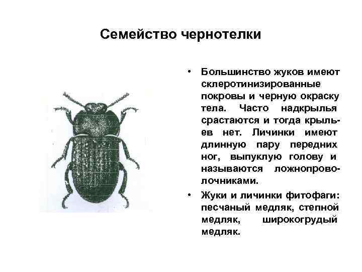 Семейство чернотелки   • Большинство жуков имеют   склеротинизированные   покровы
