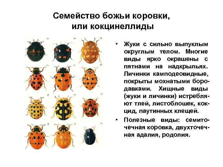 Семейство божьи коровки, или кокцинеллиды   • Жуки с сильно выпуклым  