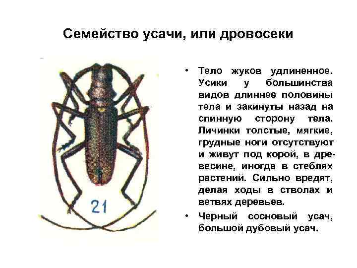 Семейство усачи, или дровосеки   • Тело жуков удлиненное.    Усики