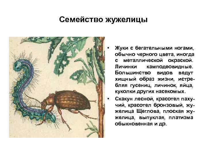 Семейство жужелицы   •  Жуки с бегательными ногами,    обычно