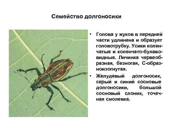 Семейство долгоносики    • Голова у жуков в передней   части