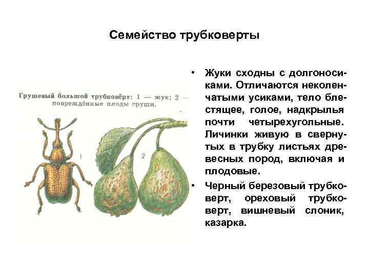 Семейство трубковерты    • Жуки сходны с долгоноси-   ками. Отличаются