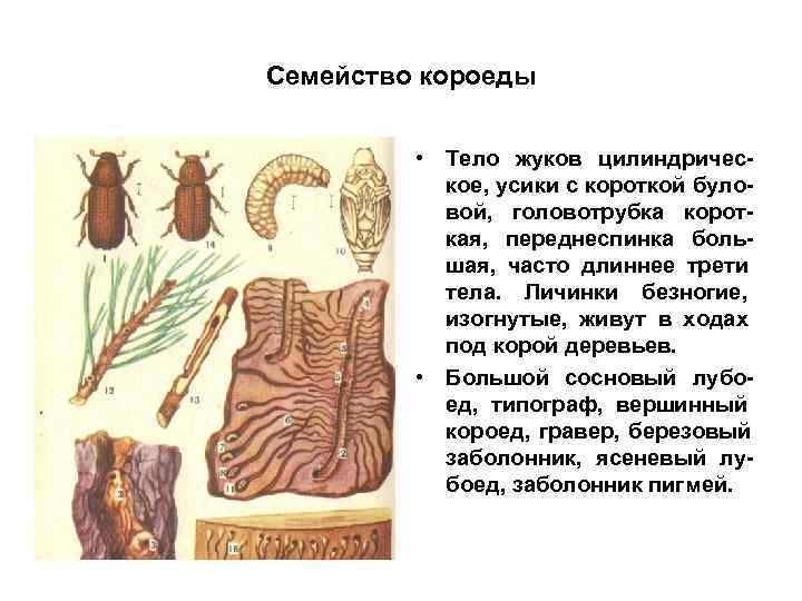 Семейство короеды   • Тело жуков цилиндричес-  кое, усики с короткой було-