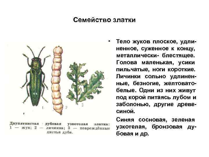 Семейство златки  • Тело жуков плоское, удли-  ненное, суженное к концу, 