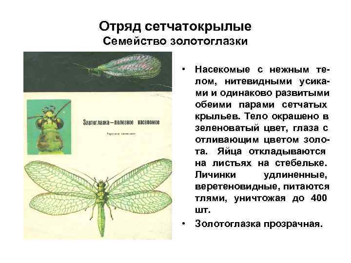 Отряд сетчатокрылые Семейство золотоглазки   • Насекомые с нежным те-   лом,