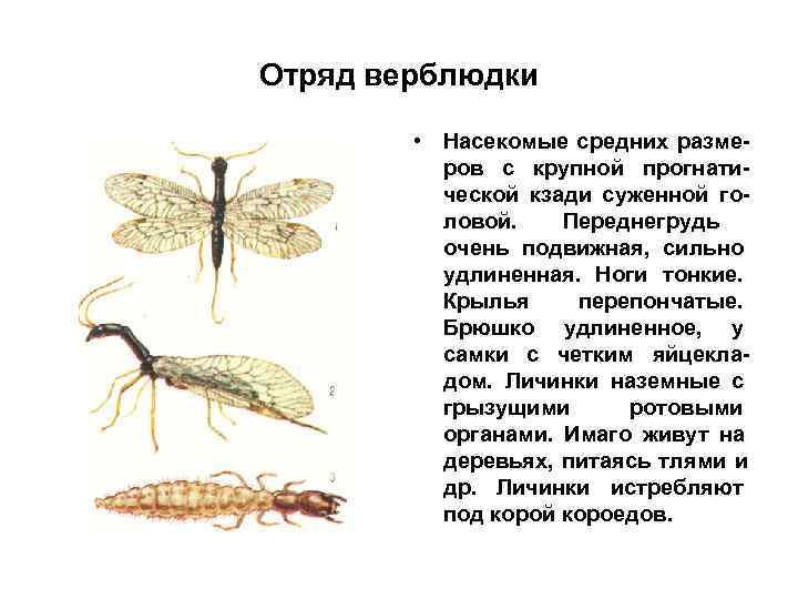 Отряд верблюдки  • Насекомые средних разме-  ров с крупной прогнати-  ческой
