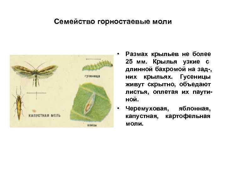 Семейство горностаевые моли    • Размах крыльев не более   25