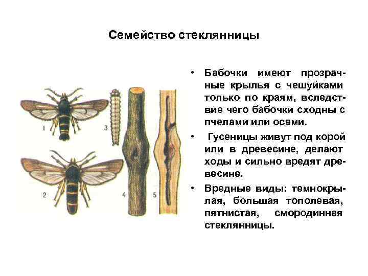 Семейство стеклянницы    • Бабочки имеют прозрач-   ные крылья с