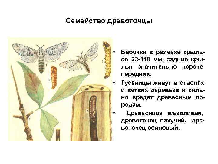 Семейство древоточцы    • Бабочки в размахе крыль-   ев 23