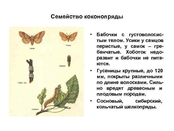Семейство коконопряды    • Бабочки с густоволосис-   тым телом. Усики