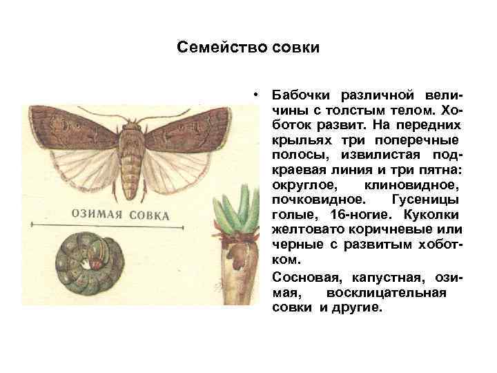 Семейство совки  • Бабочки различной вели-  чины с толстым телом. Хо- 