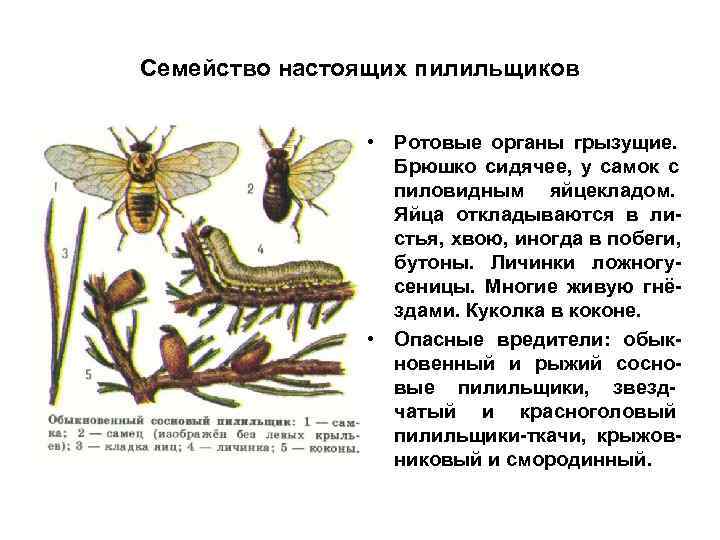 Семейство настоящих пилильщиков    • Ротовые органы грызущие.    Брюшко