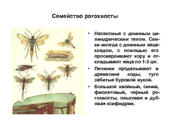 Семейство рогохвосты   • Насекомые с длинным ци-   линдрическим телом. Сам-