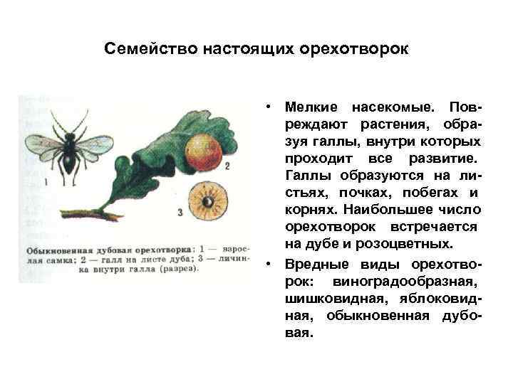 Семейство настоящих орехотворок    • Мелкие насекомые. Пов-    реждают