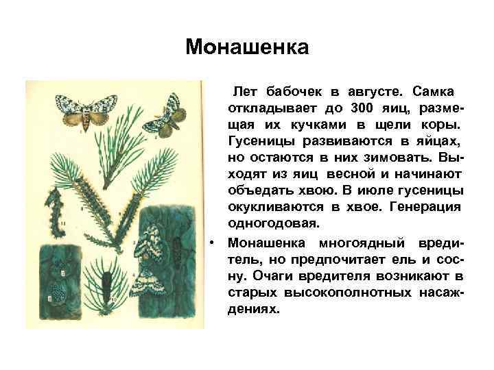 Монашенка Лет бабочек в августе. Самка откладывает до 300 яиц, разме- щая Монашенка Лет бабочек в августе. Самка откладывает до 300 яиц, разме- щая