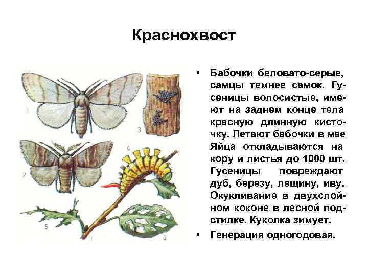 Краснохвост • Бабочки беловато-серые, самцы темнее самок. Гу- Краснохвост • Бабочки беловато-серые, самцы темнее самок. Гу-