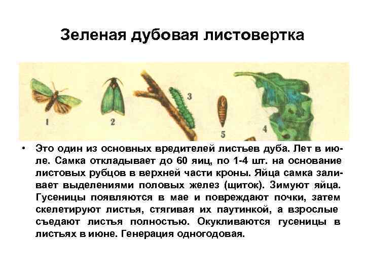 Зеленая дубовая листовертка • Это один из основных вредителей листьев дуба. Лет в Зеленая дубовая листовертка • Это один из основных вредителей листьев дуба. Лет в