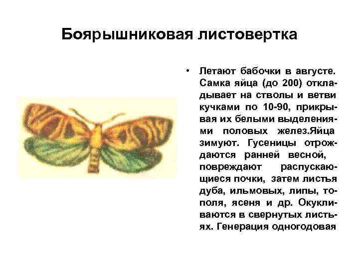 Боярышниковая листовертка • Летают бабочки в августе. Самка яйца Боярышниковая листовертка • Летают бабочки в августе. Самка яйца