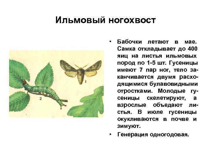 Ильмовый ногохвост • Бабочки летают в мае. Самка откладывает до 400 Ильмовый ногохвост • Бабочки летают в мае. Самка откладывает до 400