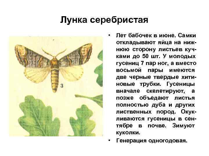 Лунка серебристая • Лет бабочек в июне. Самки откладывают яйца на ниж- Лунка серебристая • Лет бабочек в июне. Самки откладывают яйца на ниж-