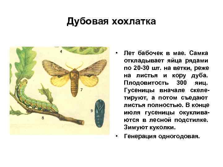 Дубовая хохлатка • Лет бабочек в мае. Самка откладывает яйца рядами Дубовая хохлатка • Лет бабочек в мае. Самка откладывает яйца рядами