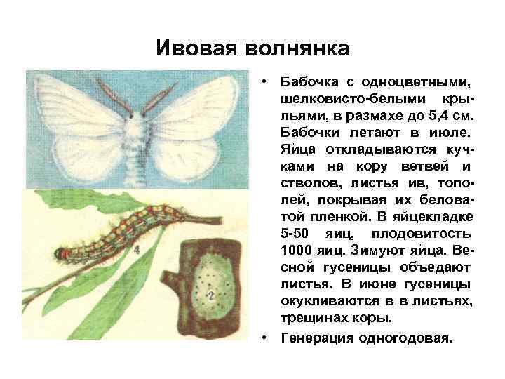 Ивовая волнянка • Бабочка с одноцветными, шелковисто-белыми кры- льями, в Ивовая волнянка • Бабочка с одноцветными, шелковисто-белыми кры- льями, в