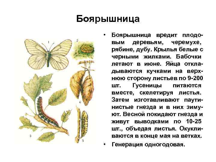 Боярышница • Боярышница вредит плодо- вым деревьям, черемухе, рябине, дубу. Крылья белые Боярышница • Боярышница вредит плодо- вым деревьям, черемухе, рябине, дубу. Крылья белые