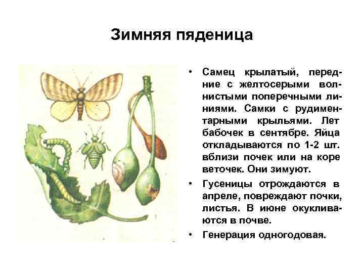 Зимняя пяденица • Самец крылатый, перед- ние с желтосерыми вол- нистыми Зимняя пяденица • Самец крылатый, перед- ние с желтосерыми вол- нистыми