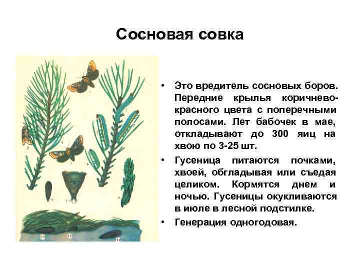 Сосновая совка • Это вредитель сосновых боров. Передние крылья коричнево- красного Сосновая совка • Это вредитель сосновых боров. Передние крылья коричнево- красного