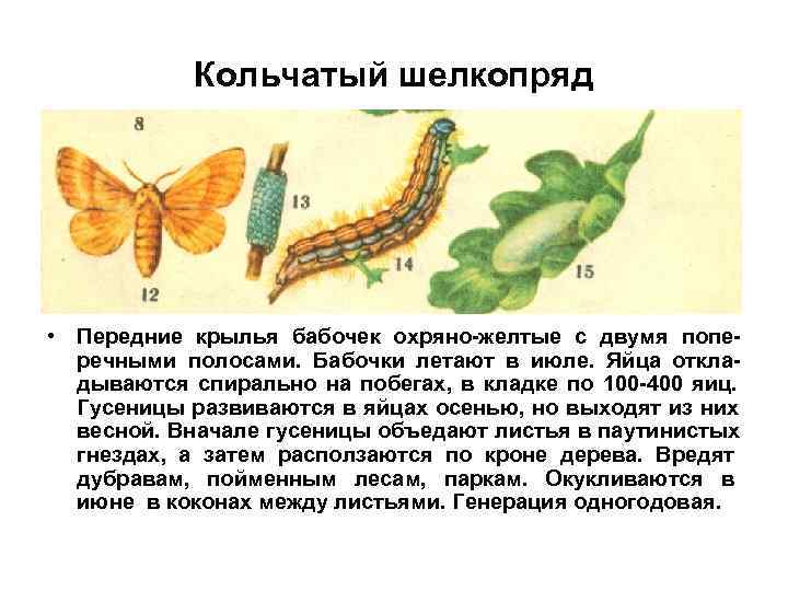 Кольчатый шелкопряд • Передние крылья бабочек охряно-желтые с двумя попе- речными Кольчатый шелкопряд • Передние крылья бабочек охряно-желтые с двумя попе- речными