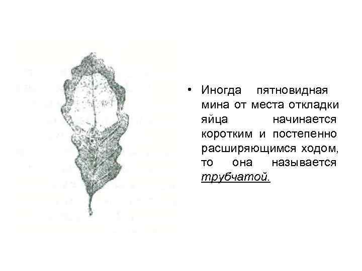  • Иногда пятновидная  мина от места откладки  яйца  начинается 