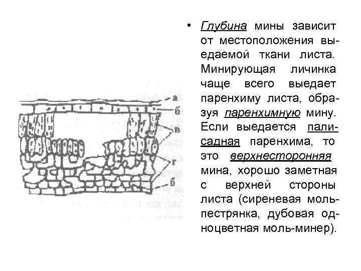  • Глубина мины зависит  от местоположения вы-  едаемой ткани листа. 