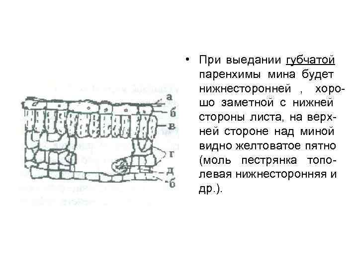  • При выедании губчатой  паренхимы мина будет  нижнесторонней , хоро- 