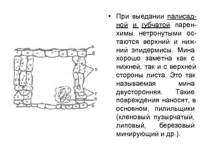  • При выедании палисад-  ной и губчатой парен-  химы нетронутыми ос-