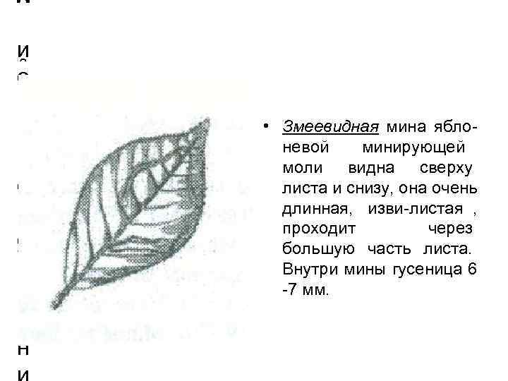 й о в е  • Змеевидная мина ябло- н невой минирующей о моли