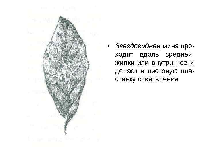  • Звездовидная мина про-  ходит вдоль средней  жилки или внутри нее