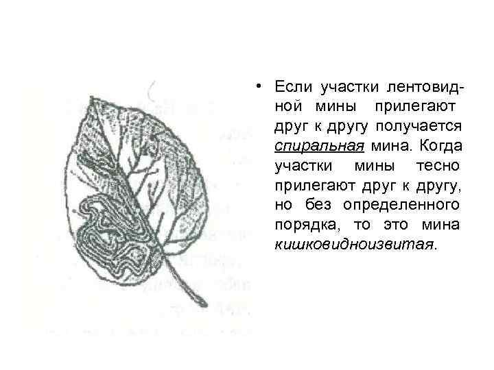  • Если участки лентовид-  ной мины прилегают  друг к другу получается