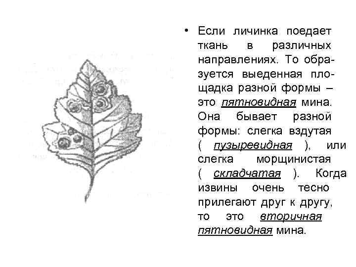  • Если личинка поедает  ткань  в  различных  направлениях. То