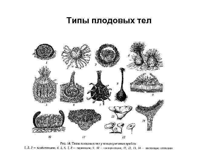 Типы плодовых тел 